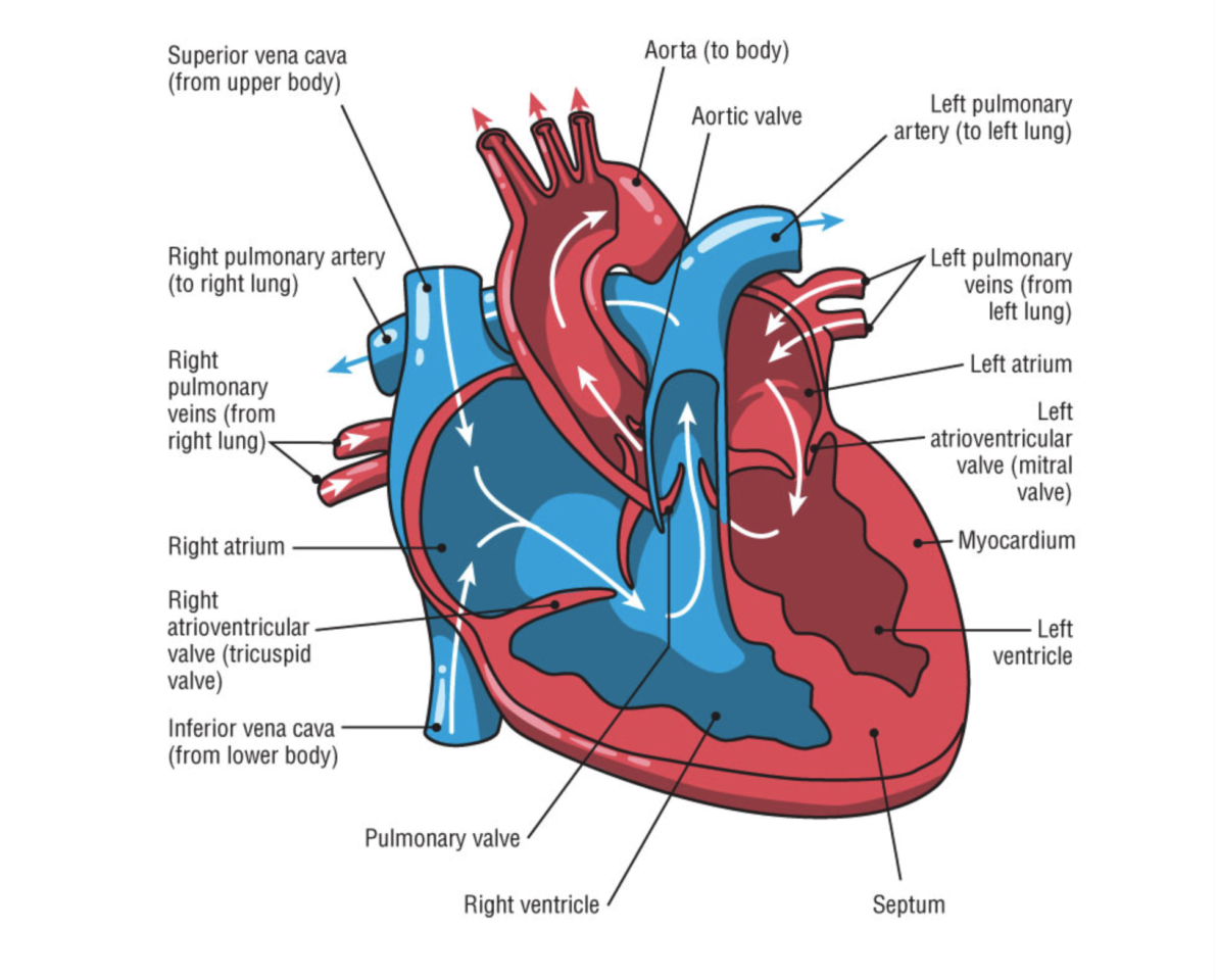 heart arrhythmias in endurance athletes