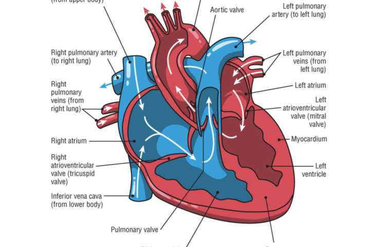 heart arrhythmias in endurance athletes