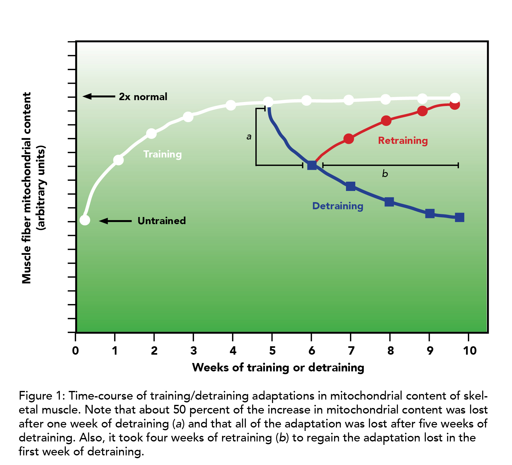 Muscle fiber mitochondrial content