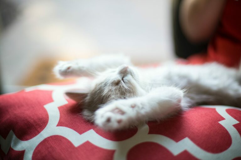 Sleeping Kitten for importance of sleep