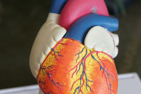 Finding Max Heart Rate with Dr. Stephen Seiler, Heart Graphic from Unsplash