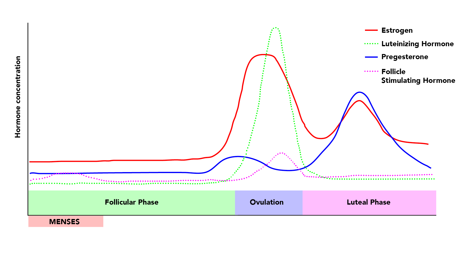 hormone cycle menstrual cycle illustration