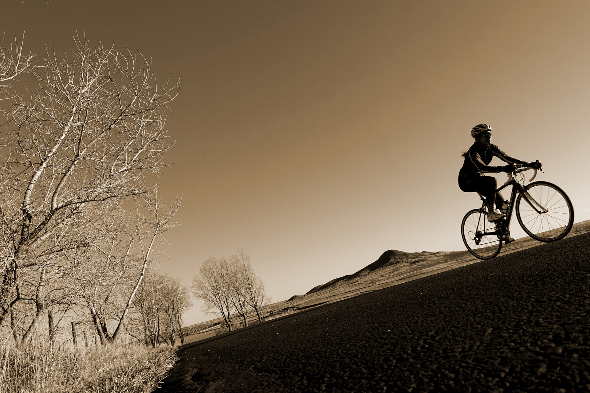 A cyclist rides near Niwot, Colorado. Sepia.