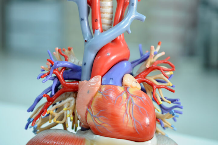 medical cardiac model