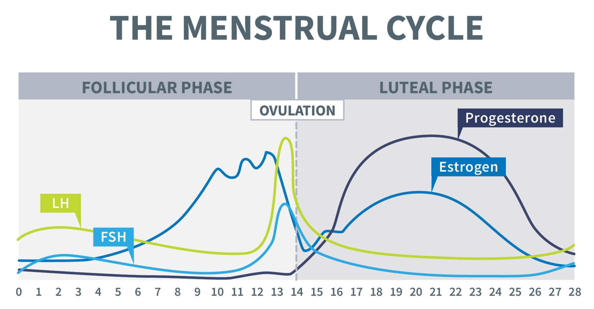 Graph of hormone fluctuations during a typical menstrual cycle