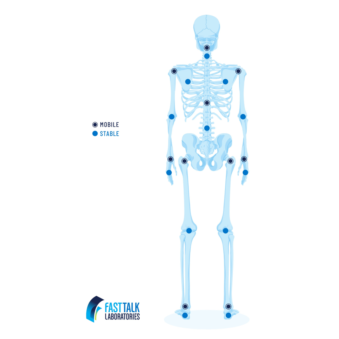 Skeleton diagram showing mobile joints versus stable joints