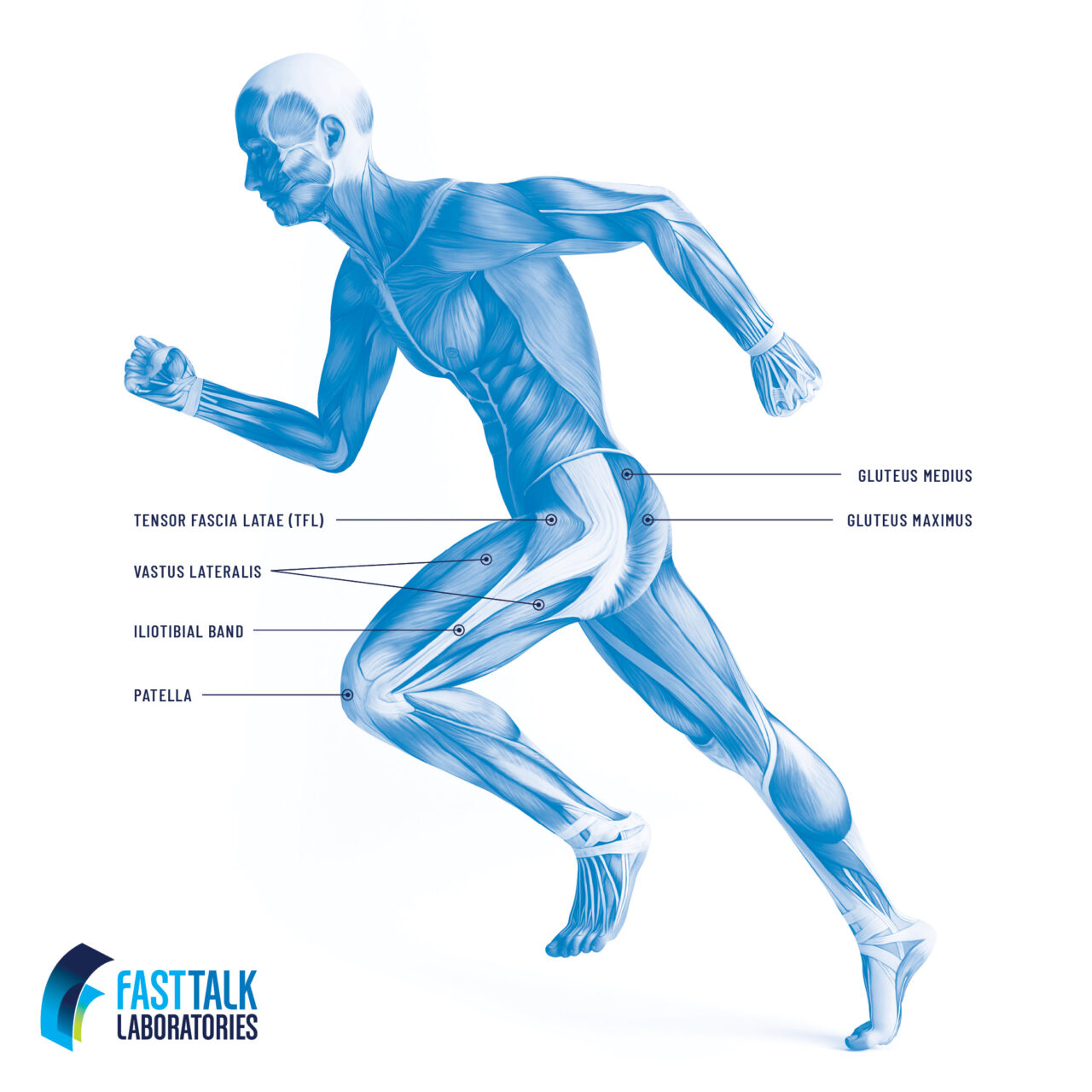 Illustrated muscles on a man while running