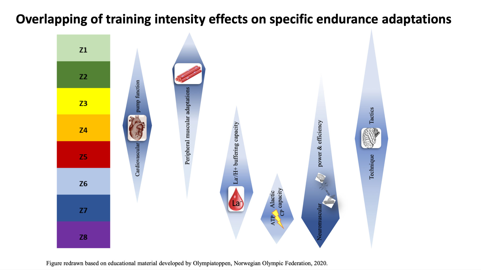 Training Effect Dr. Seiler's 12 Training Truths for Endurance Development - Fast Talk ...