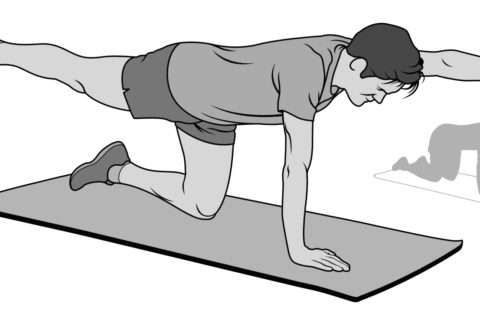 Bird dog core exercise illustration