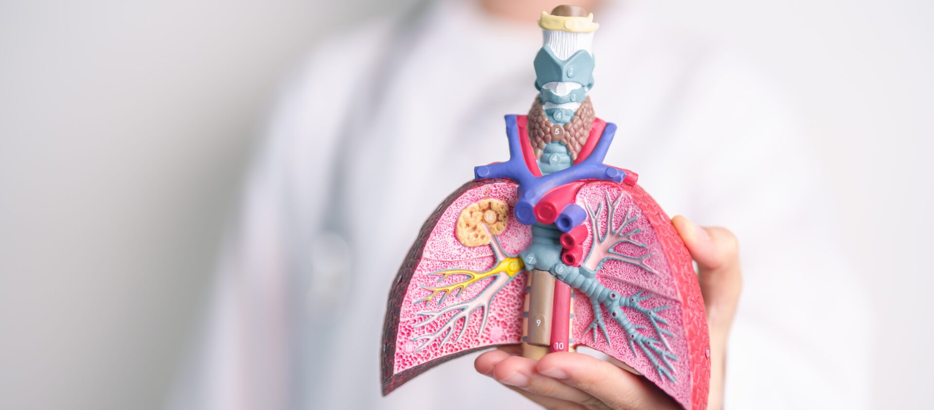 Diagram of the respiratory system