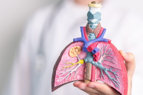 Diagram of the respiratory system