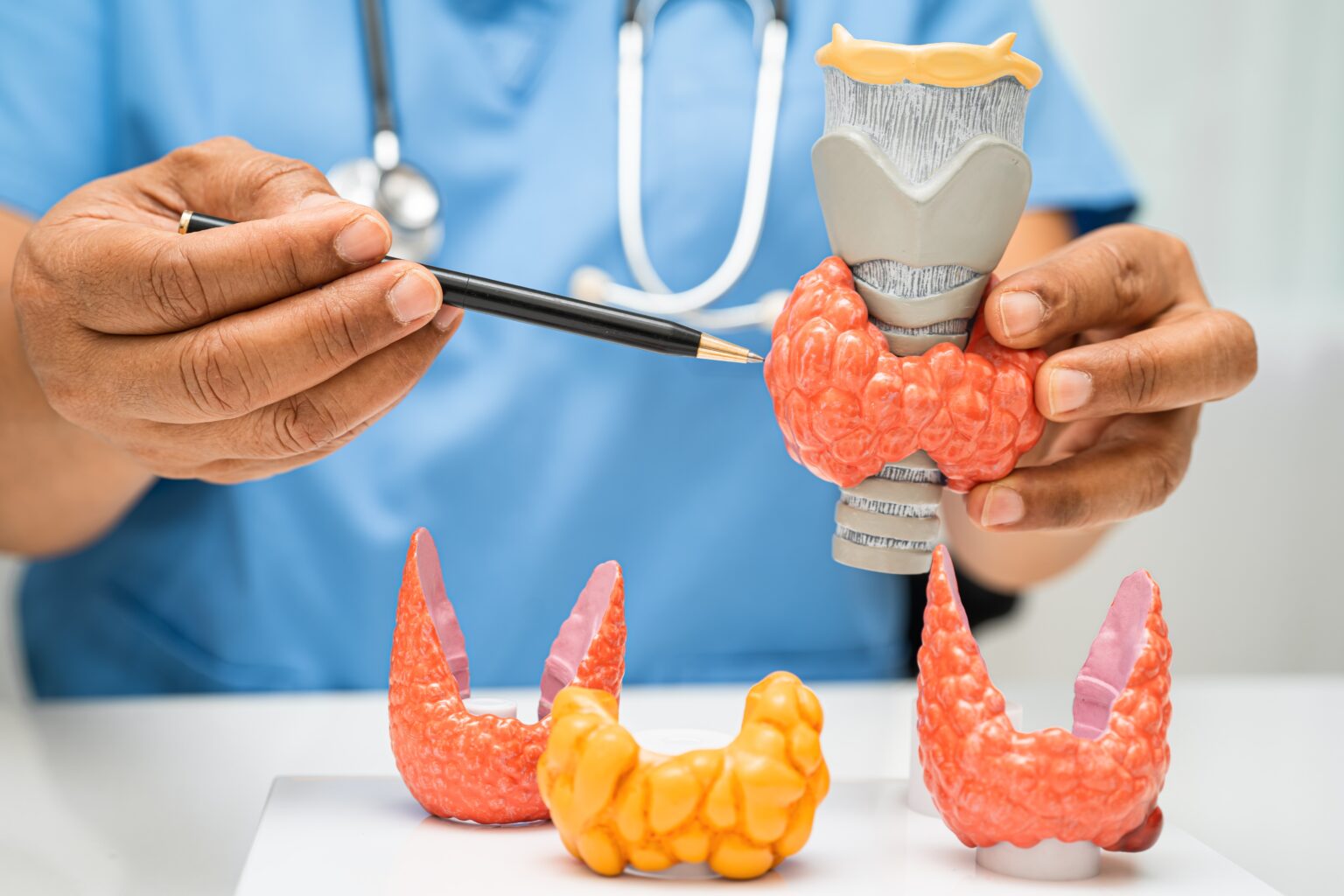 The Endocrine System and Athletic Performance - Fast Talk Laboratories