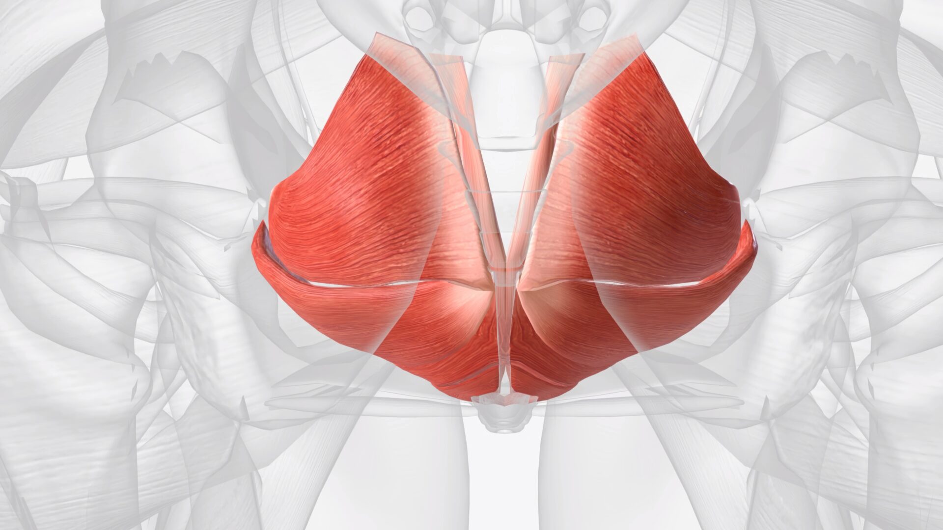 illustration of pelvic floor anatomy