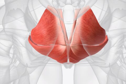 illustration of pelvic floor anatomy